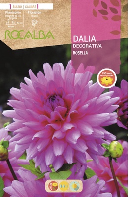 Bulbo Dalia Rosella Rosa Purpura