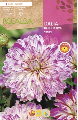 Bulbo Dalias Smokey Blanco con Lila