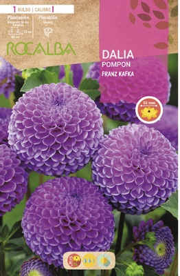 Bulbo Dalias Pompon Franz Kafka Lila