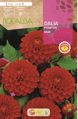 Bulbo Dalia Pompon Salsa Rojo Vivo