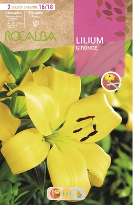 Bulbo Liliums 16/18 Gironde Amarillo