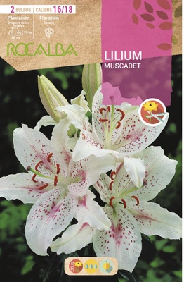 Bulbo Liliums 16/18 Muscadet Blanco Puntos Rojos
