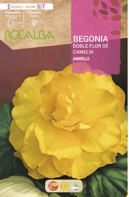 Bulbos Begonia Dobles Flor de Camelia Amarillo