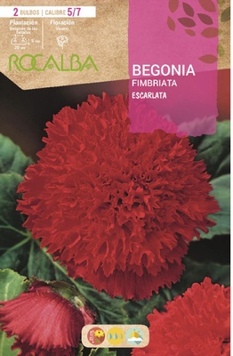 Bulbo Begonias Fimbriata Escarlata