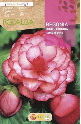 Bulbo Begonias Doble Boton Rosa