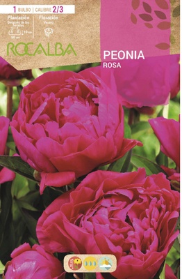 Bulbo Peonias Rosa