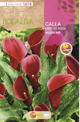 Bulbo Callas 14/18 Majestic Red Rojo