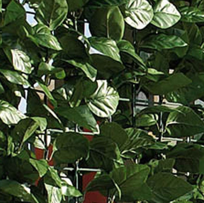 Seto Artificial Hedra 1,5 x 3m