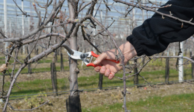 Tijera de Poda Felco No 2