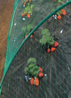 Malla Antipajaros Birdnet 4x12 mt