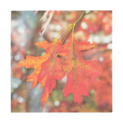 Servilletas de Papel Seta Venenosa / Hojas