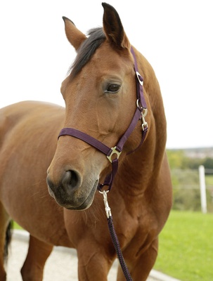 Cabezada Caballo Nylon Berenjena Talla Cob 2
