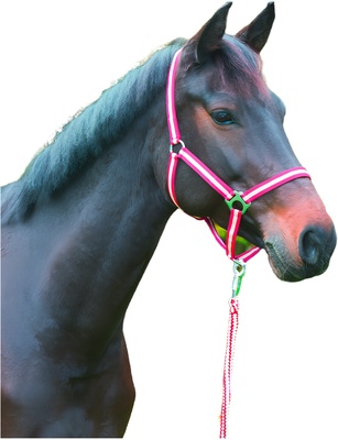 Cabezada Caballo Nylon Burdeos/Beige Talla Foal 00