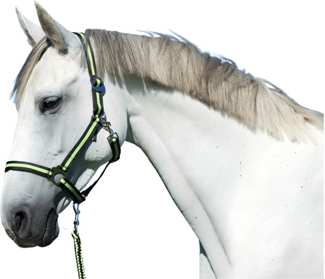 Cabezada Caballo Nylon Antracita/Lima Talla Cob 2 Cabezada Caballo Nylon Antracita/Lima Talla Cob 2