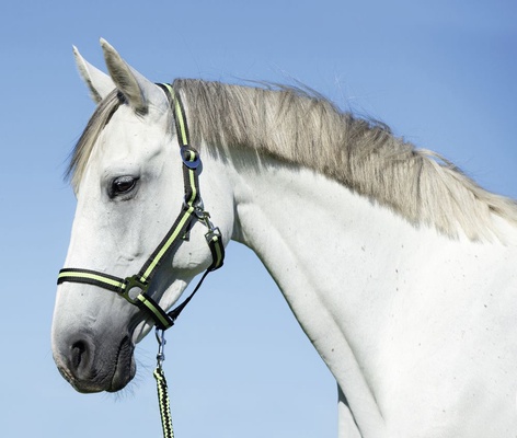 Cabezada Caballo Nylon Antracita/Lima Talla Foal 00