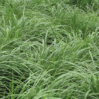 Semilla Ray Grass Wester (Vallico) 20 Kg