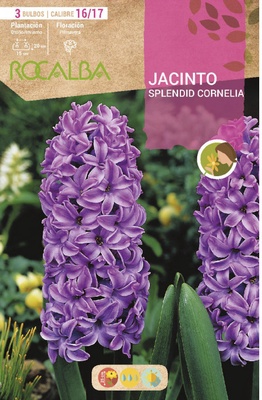 Bulbos Jacinto Variedad Splendid Cornelia - Purpura