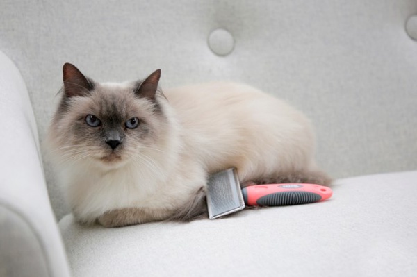 Carda y Cepillo para Gatos 16x6