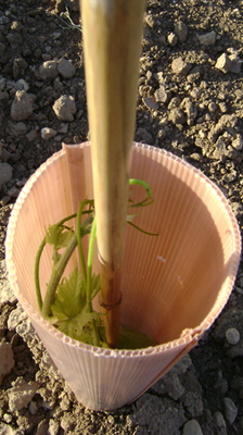 Tubo Protector Arboles Doble Capa 50 cm Pack 40 unidades 