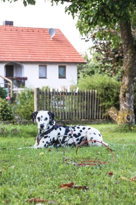 Estaca Jardin con Correa para Perros