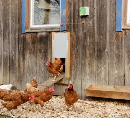 Programador para Puerta Automatica para Gallinas Kerbl