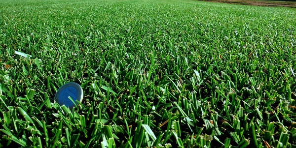 Semilla Cesped Formula Resistente 5 kg