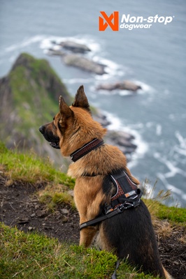 Arnes perros Non-Stop Rock harness