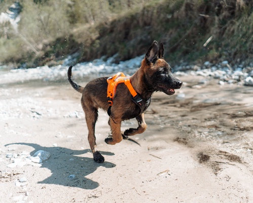 Arnes perro Ramble harness negro/naranja