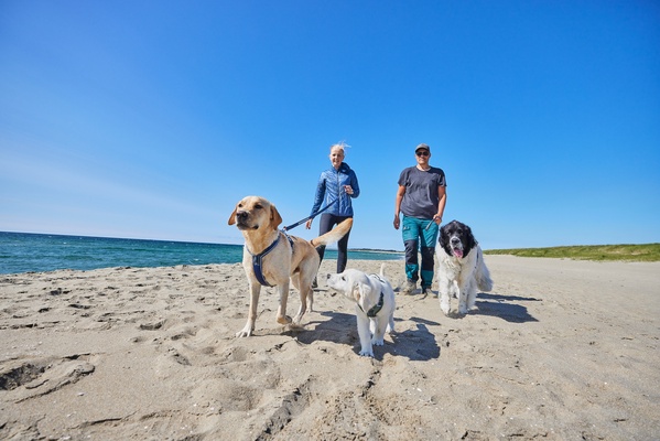 Arnes perro Line Non-stop harness 5.0 negro