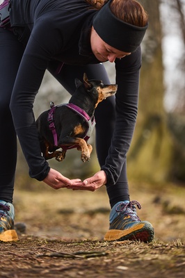 Arnes perro Line Non-stop harness 5.0 negro