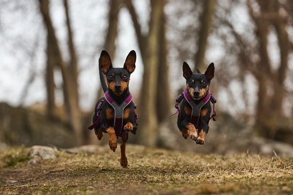 Arnes perros Non-stop Line harness 5.0 verde