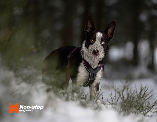 Arnes perro Line harness 5.0 naranja talla 7