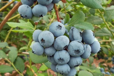 Planta Arandano Doble Cosecha Maceta 1 Litro