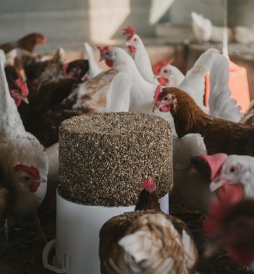 Bloque Mineral Gallinas GalliBlock 4 kg