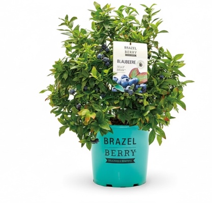 Planta Arandano Brazelberry Jelly Bean Maceta 3 Litros