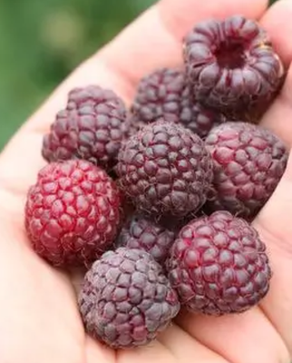 Planta Frambuesa Morada Maceta 1 Litro