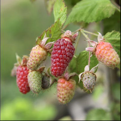 Planta Zarzamora Frambuesa Loganberry Maceta 1 Litro