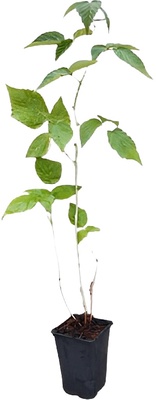Planta Frambuesa Melocoton Maceta 1 Litro