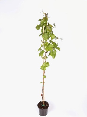 Parra Arbol Ruby